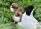 ARCTIC TERN WITH CHICKS (5)  llj666@hotmail.co.uk